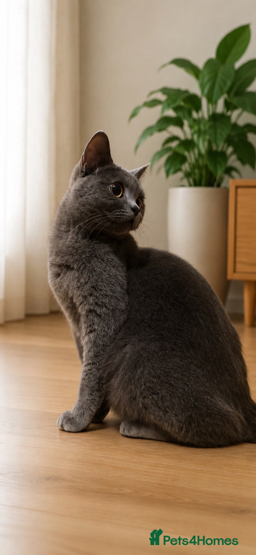 British Shorthair cats Beautiful playful female available  - Advert 1