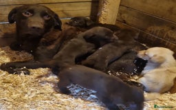 Labrador Retriever dogs for sale: Labrador Pups - Image 14