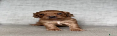 Cocker Spaniel 3