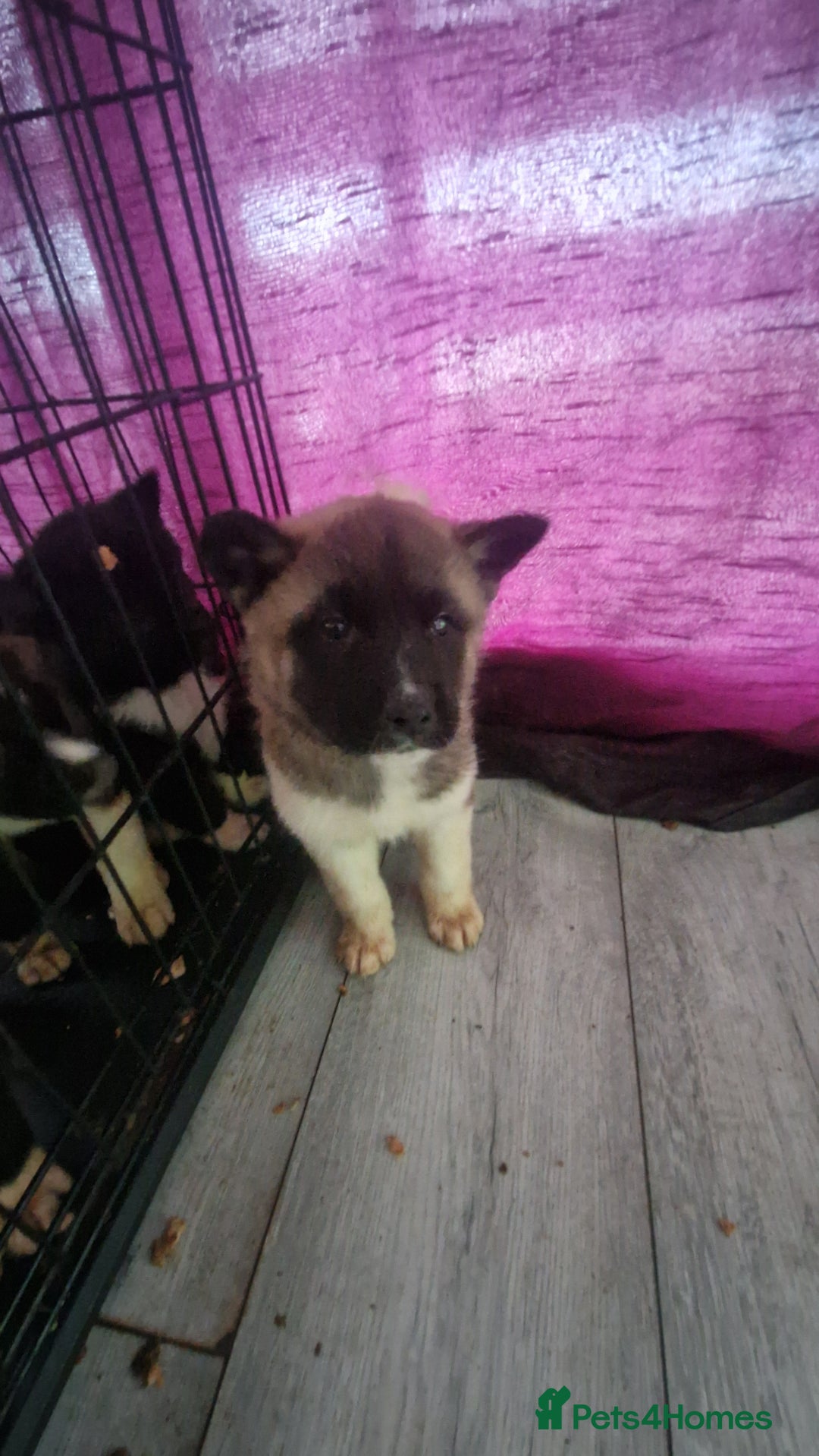 Akita dogs for sale: BEAUTIFUL  AMERICAN AKITAS - Advert 2
