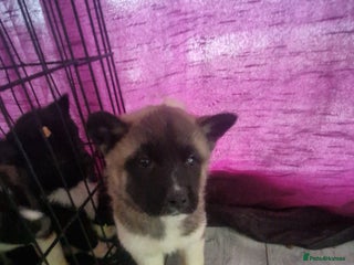 Akita dogs BEAUTIFUL AMERICAN AKITAS - Advert 13