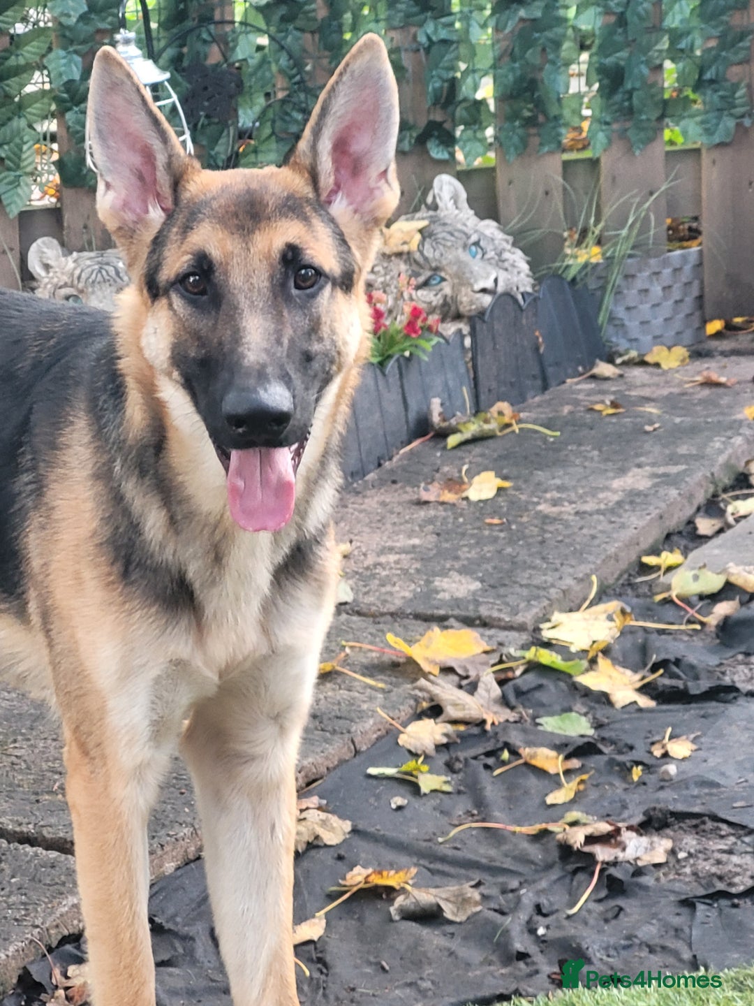 Belgian Shepherd Dog dogs for stud: Tyson for stud - Advert 2