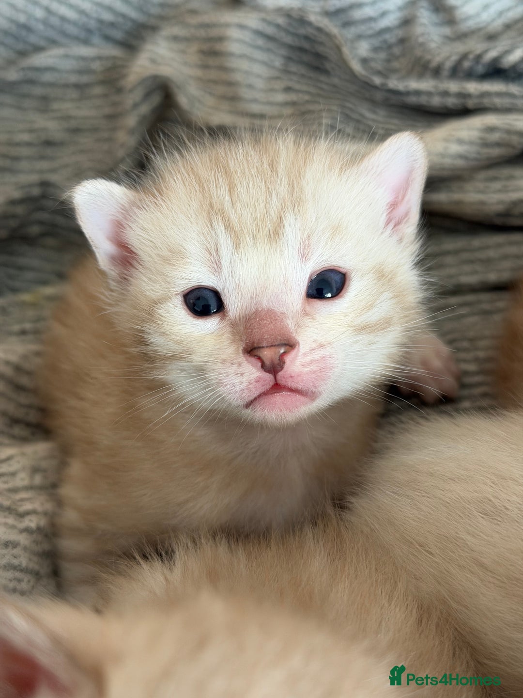 Bengal cats for sale: Snow Bengal Kittens, TICA Registered Pet only! - Advert 11