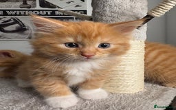 Mixed Breed cats for sale: Gorgeous Fluffy Ginger Kittens  - Image 5