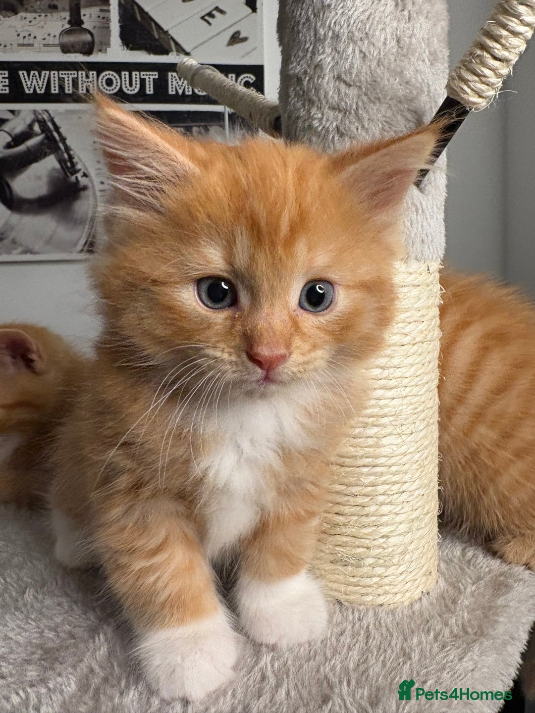 Mixed Breed cats for sale: Gorgeous Fluffy Ginger Kittens  - Image 5
