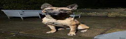 Belgian Shepherd Dog dogs for sale: KNPV Malinois Puppy For Sale - Advert 5