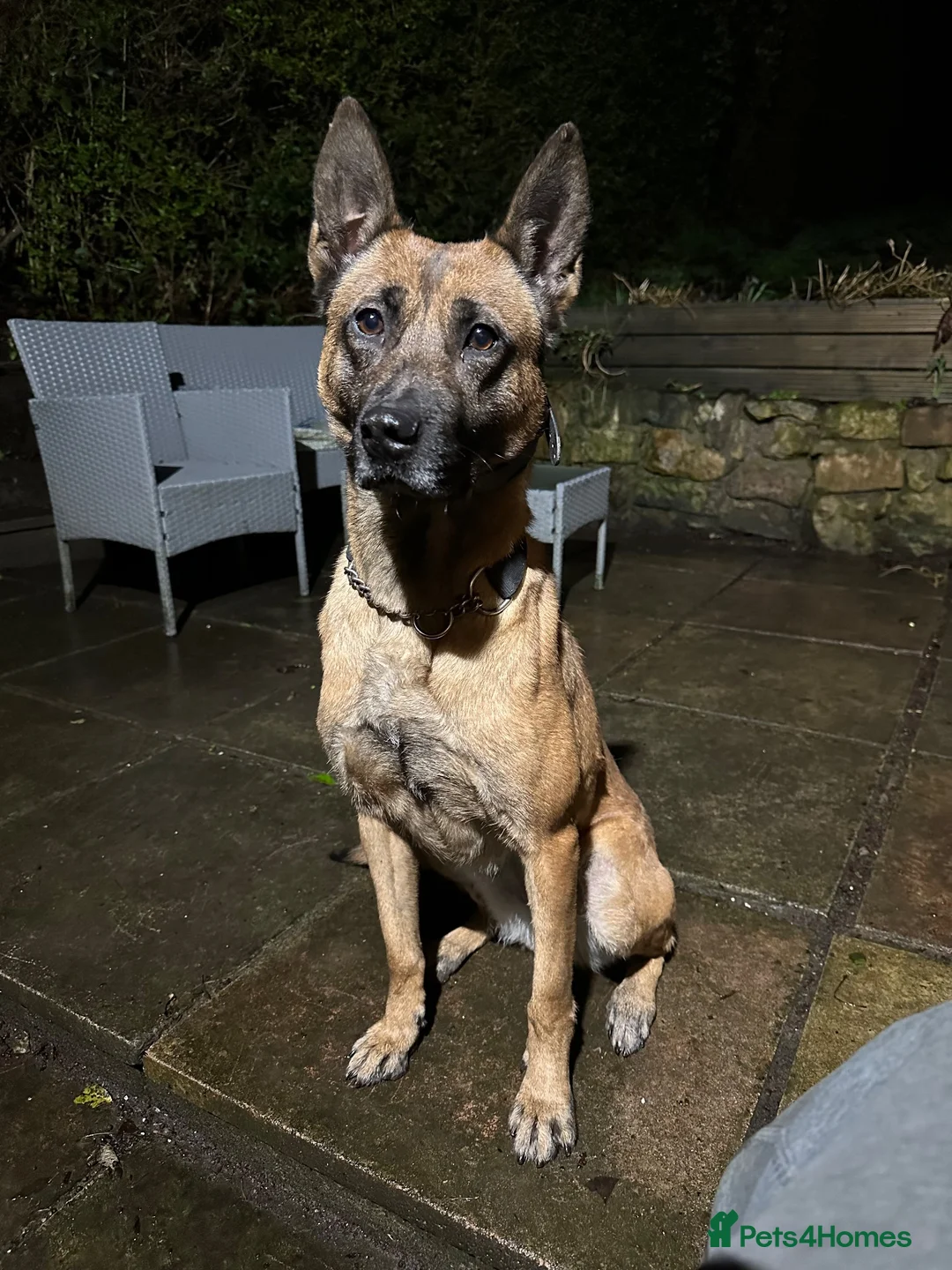 Belgian Shepherd Dog dogs for sale: KNPV Malinois Puppy For Sale - Advert 5
