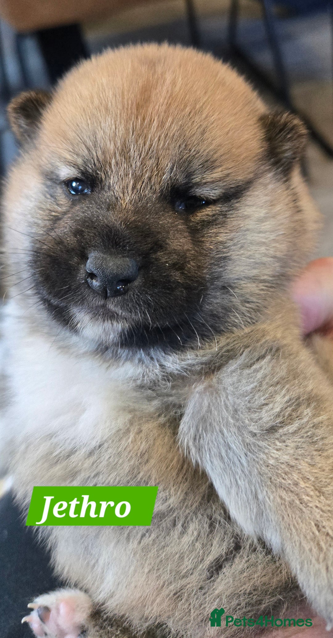 Japanese Shiba Inu dogs for sale: Beautiful Shiba - Image 3
