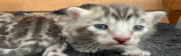 Bengal cats for sale: TICA registered health tested show quality bengals - Advert 12