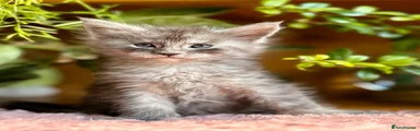 Maine Coon 3