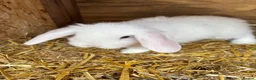 Mini Lop rabbits for sale: Pure breed minilop rabbits - Advert 8