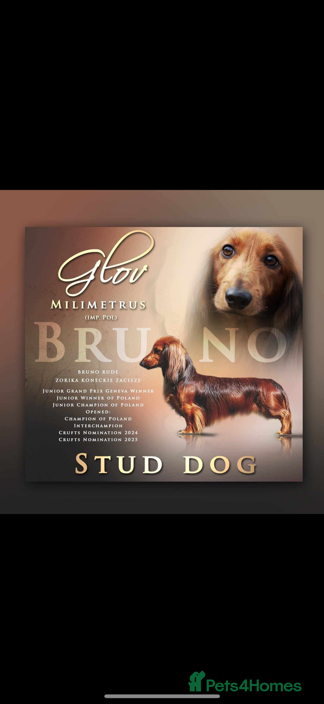 Miniature Dachshund dogs for sale: Mini long hair dapple dachshunds - Image 19