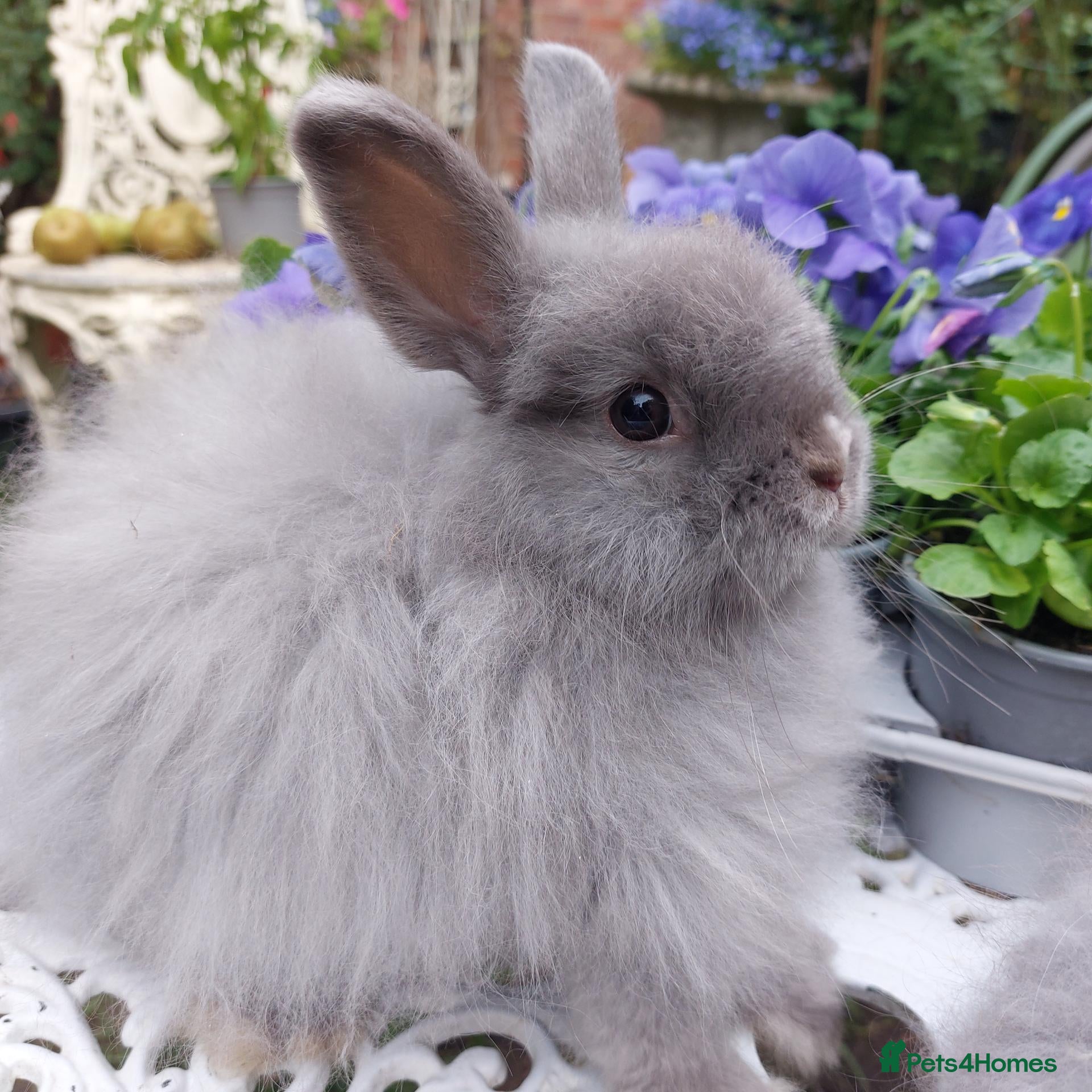 Netherland Dwarf rabbits STUNNING JERSEY WOOLY X BABIES - Advert 1
