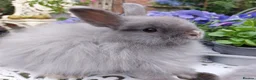 Netherland Dwarf rabbits for sale: STUNNING JERSEY WOOLY X BABIES - Advert 1
