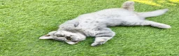 British Shorthair cats for sale: Last girl British shorthair kitten blue spotted  - Advert 10
