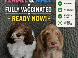 Australian Labradoodle dogs Australian labradoodle last 2 reduced ready now - Advert 1
