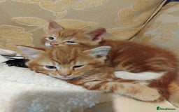 Mixed Breed cats for sale: 3 adorable 6 week old kittens. - Image 21
