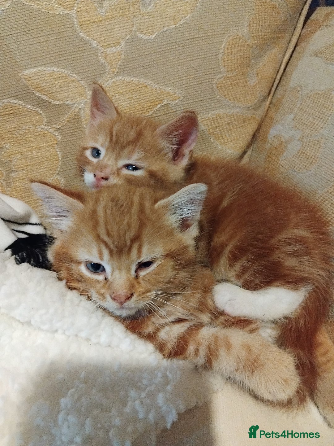 Mixed Breed cats for sale: 3 adorable 6 week old kittens. - Image 21