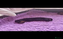 Dachshund dogs for sale: 5 beautiful dachshund puppies  - Image 2