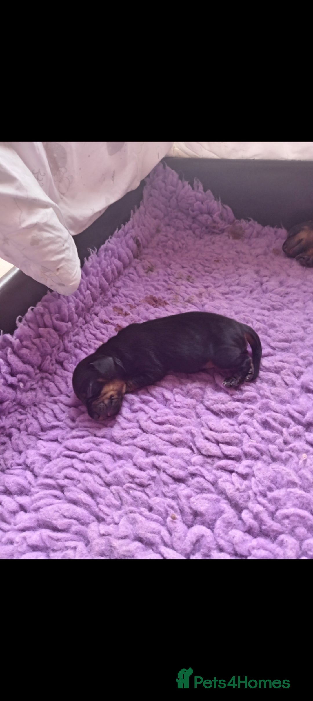 Dachshund dogs for sale: 5 beautiful dachshund puppies  - Image 2