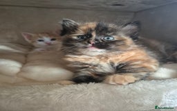 Mixed Breed cats for sale: Siberian x Ragdoll x Domestic kittens  - Image 4