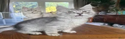 Maine Coon cats for sale: 💝Magnificent large TICA kittens 💖 - Advert 15