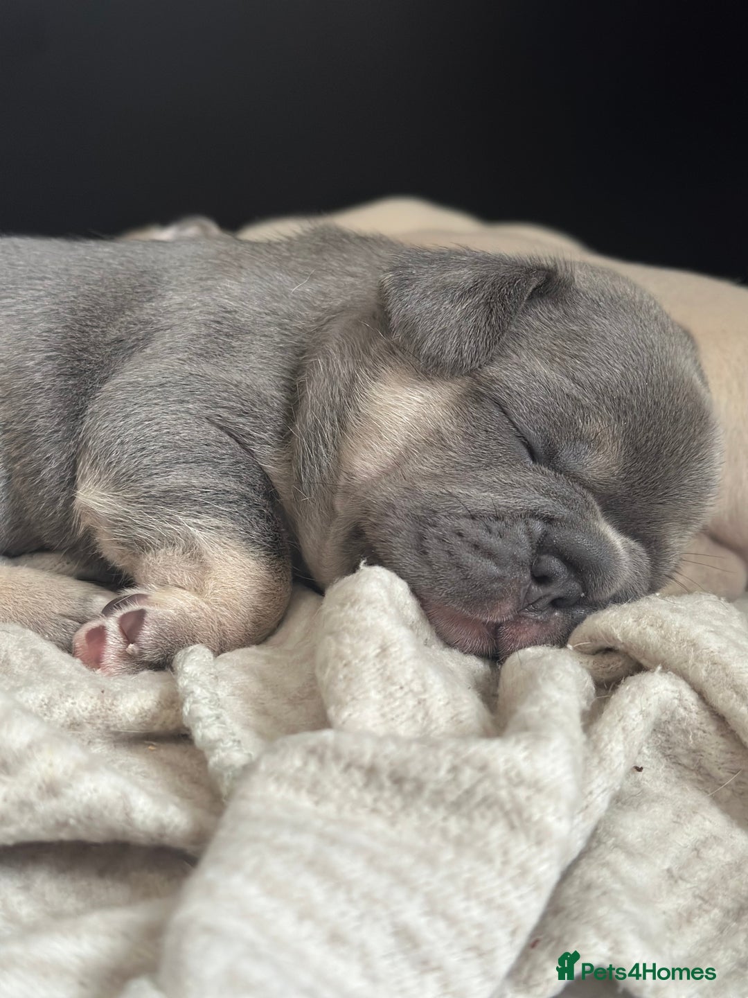 French Bulldog dogs for sale: French bulldog puppies  - Image 4