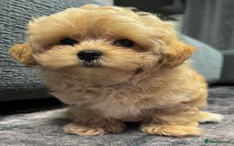 Toy Poodle dogs for sale: 🌟 Stunning Champagne Asian Toy Poodle Boy🌟 - Advert 5