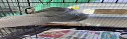 Parrots birds for sale: Baby African Gray  - Advert 10