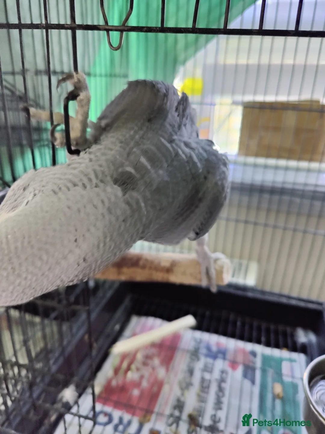 Parrots birds for sale: Baby African Gray  - Advert 10