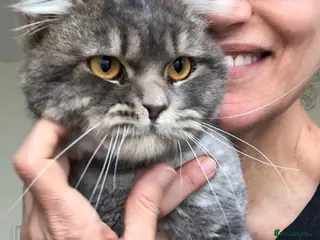 Mixed Breed cats SHADOW - MIX PERSIAN LAPCAT NEUTERED VACCINATED - Advert 1