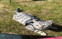 Bengal cats for stud: Bengal Stud - Image 1