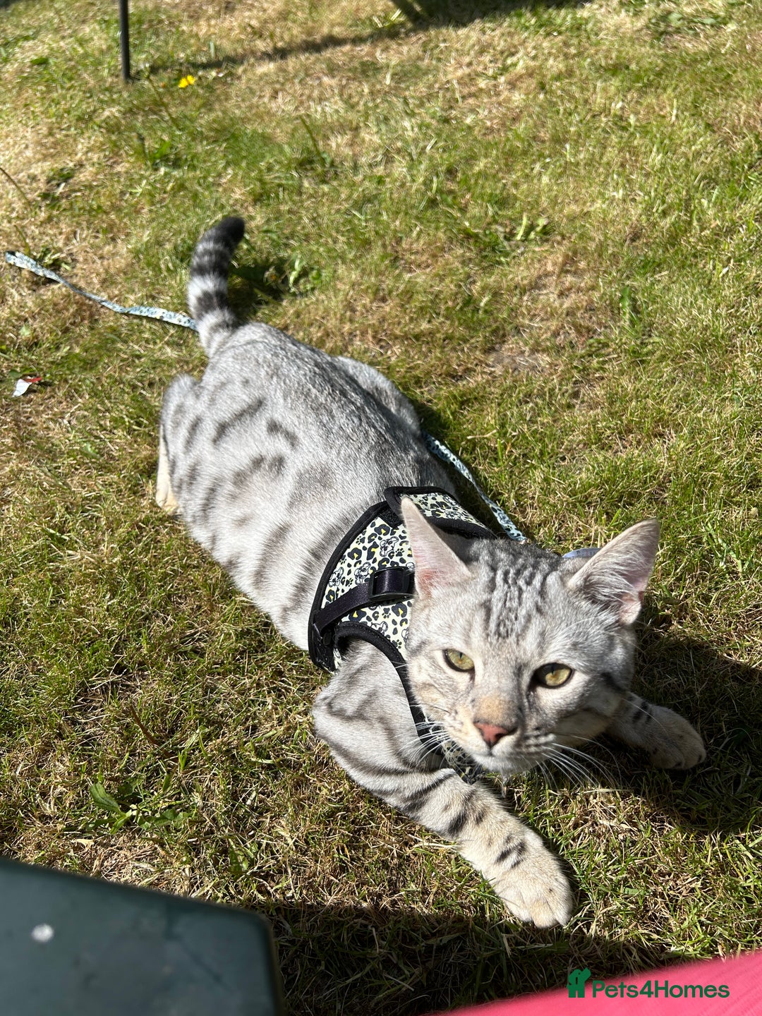 Bengal cats for stud: Bengal Stud - Image 1