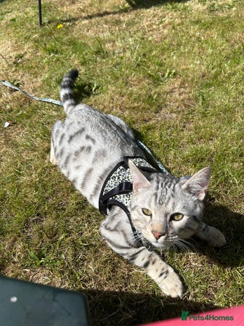 Bengal cats - Advert 2