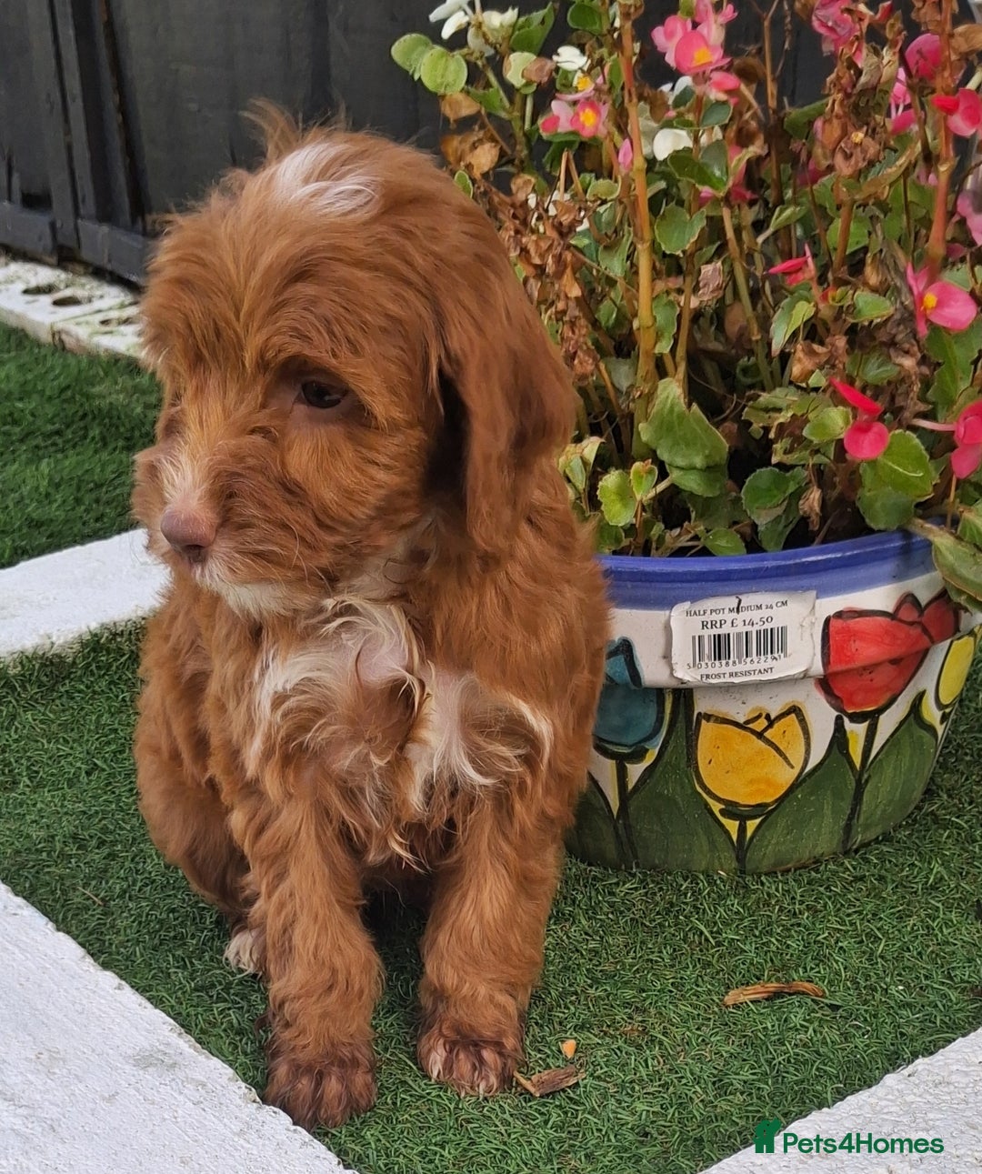 Cockapoo dogs for sale: ** LAST ADORABLE CURLY BLACK & WHITE COCKAPOOS **  - Advert 25