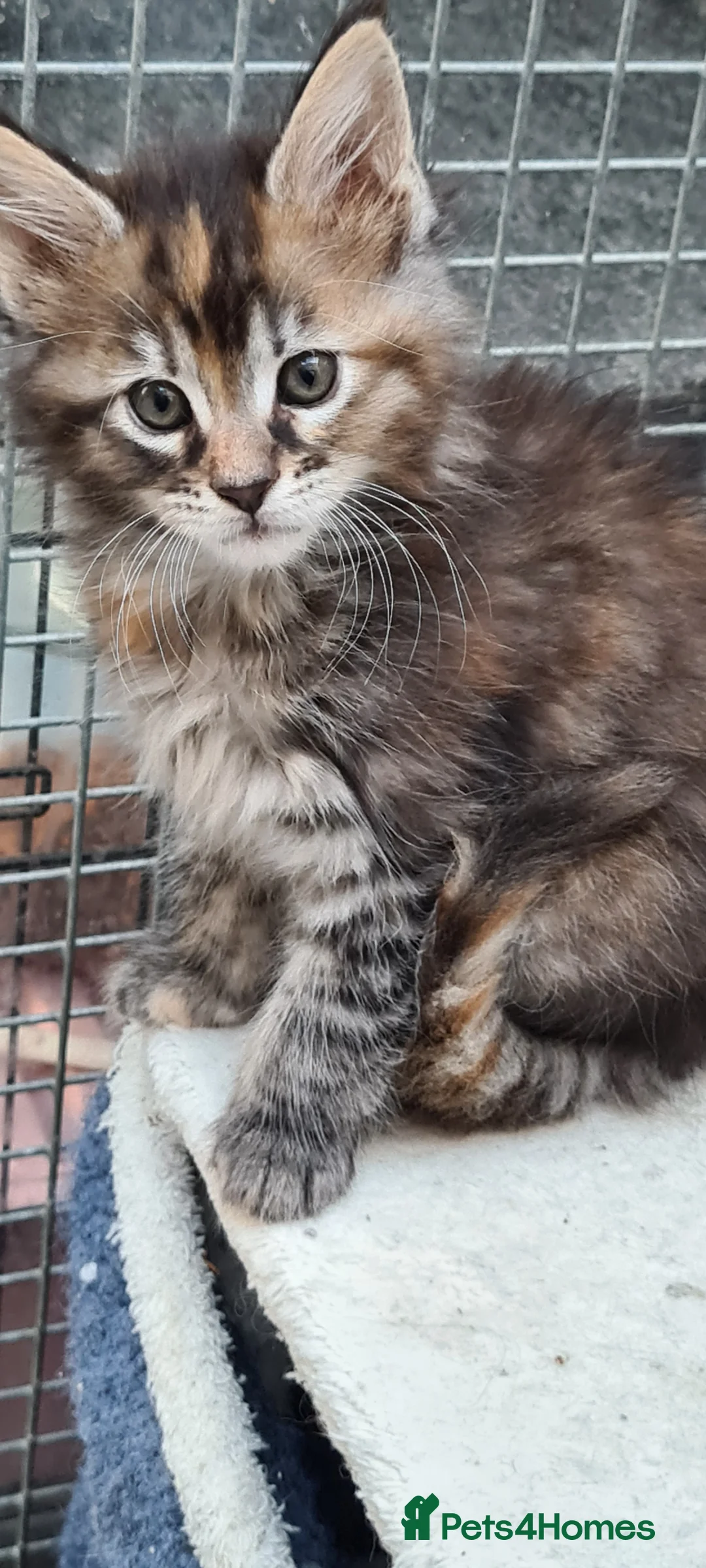 Maine Coon cats for sale: Pedigree tica mainecoon kittens - Advert 33