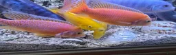 Cichlids fish for sale: 2 x fully stocked cichlids tanks for sale in Guildford - Advert 7