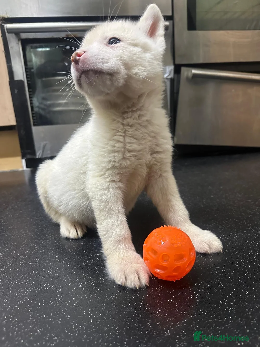 Akita dogs for sale: American Akita - Advert 15