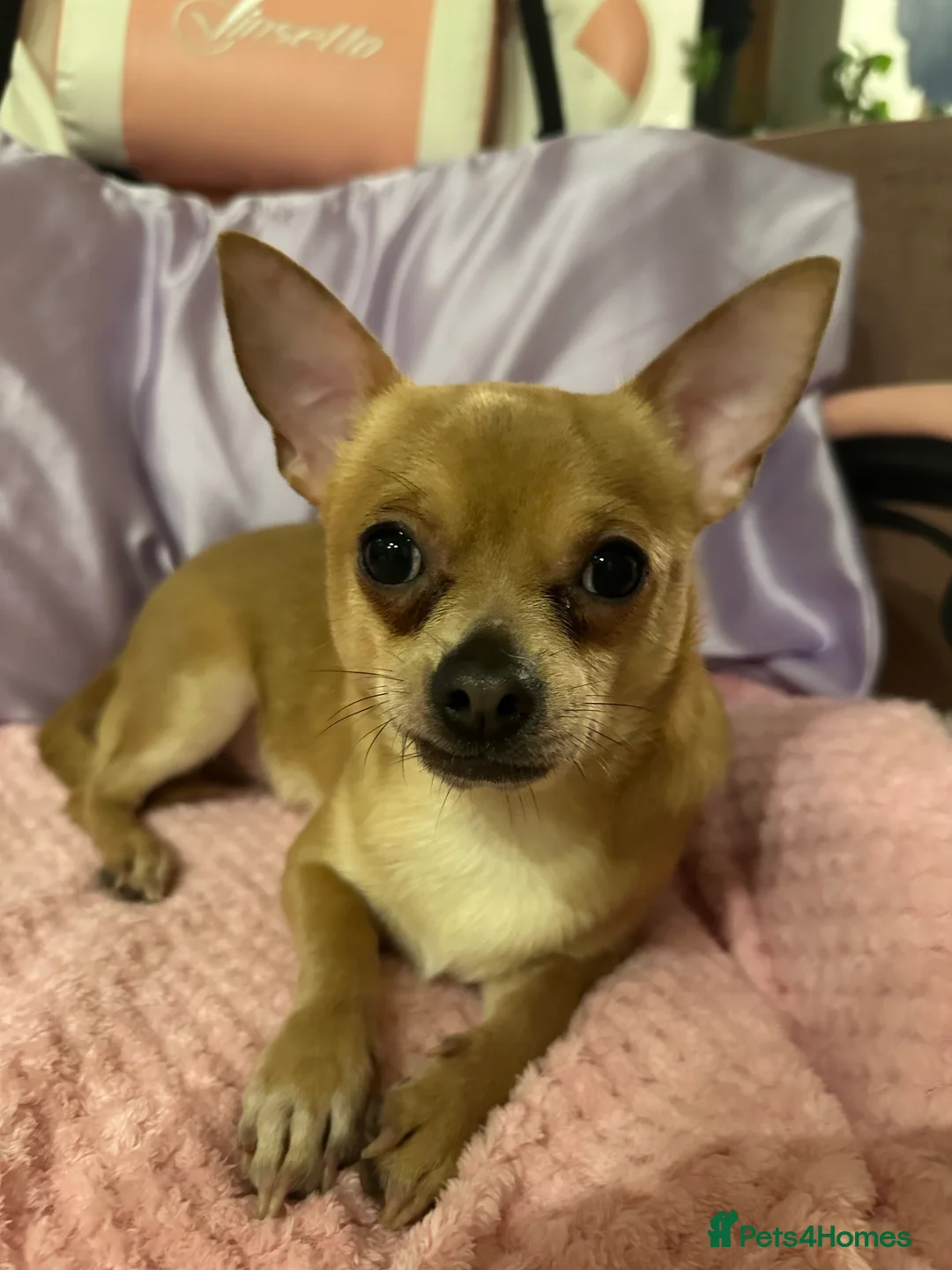 Mixed Breed dogs for sale: 2 boy chihuahua 8 months old  - Advert 5