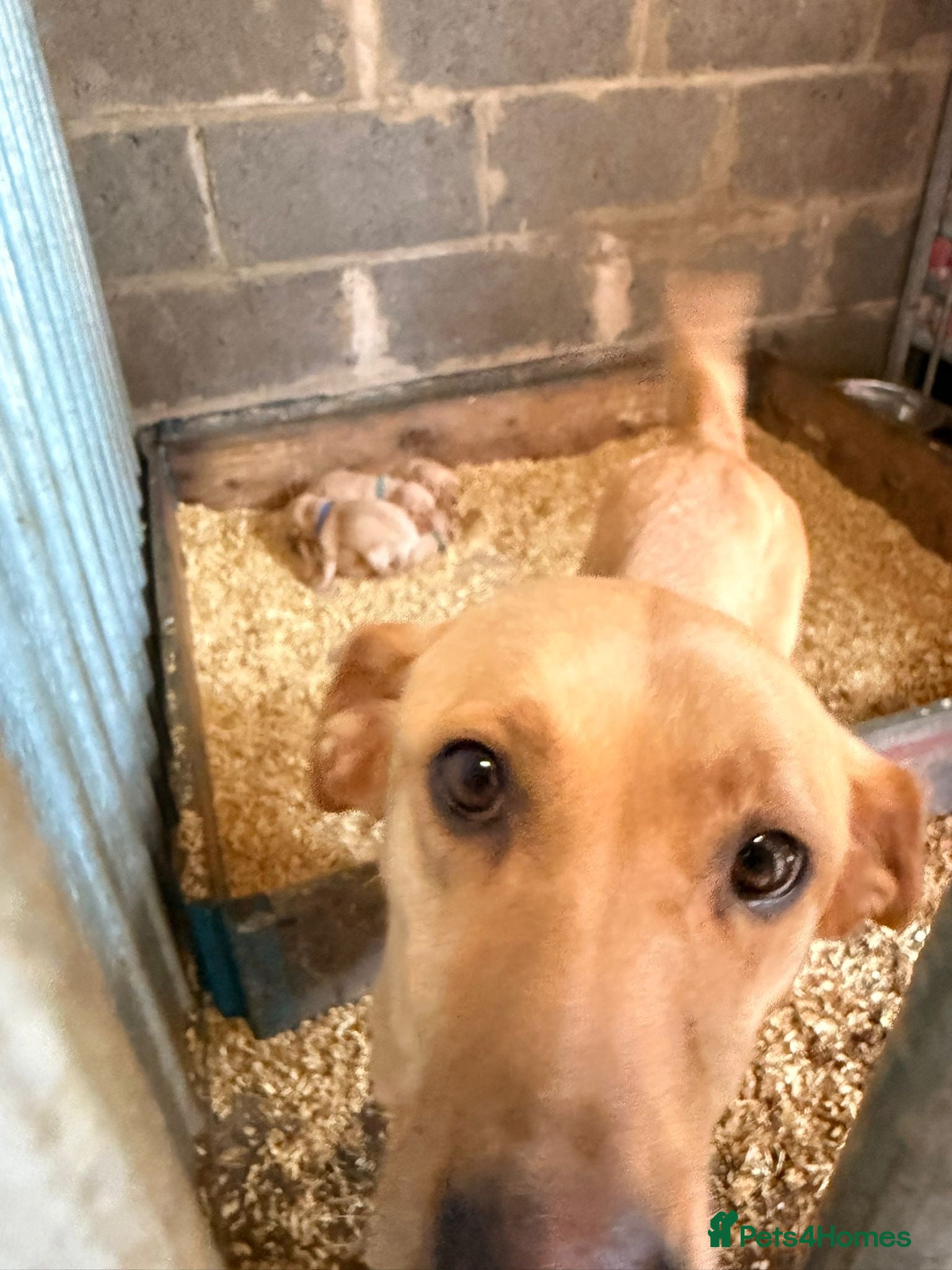 Labrador Retriever dogs Fox Red / yellow working Labradors  - Advert 1