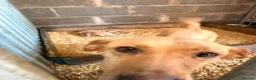 Labrador Retriever dogs for sale: Fox Red / yellow working Labradors  - Advert 1