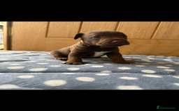 Patterdale Terrier dogs for sale: Male patterdale pups   - Image 4