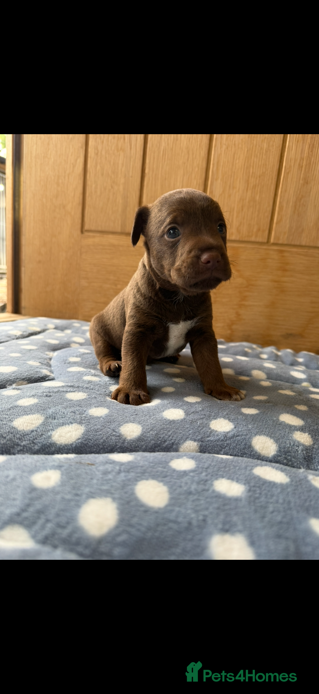 Patterdale Terrier dogs for sale: Male patterdale pups   - Image 4