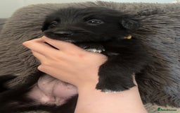 Mixed Breed dogs for sale: German Shepherd x Collie Mix Puppies for sale - Image 11