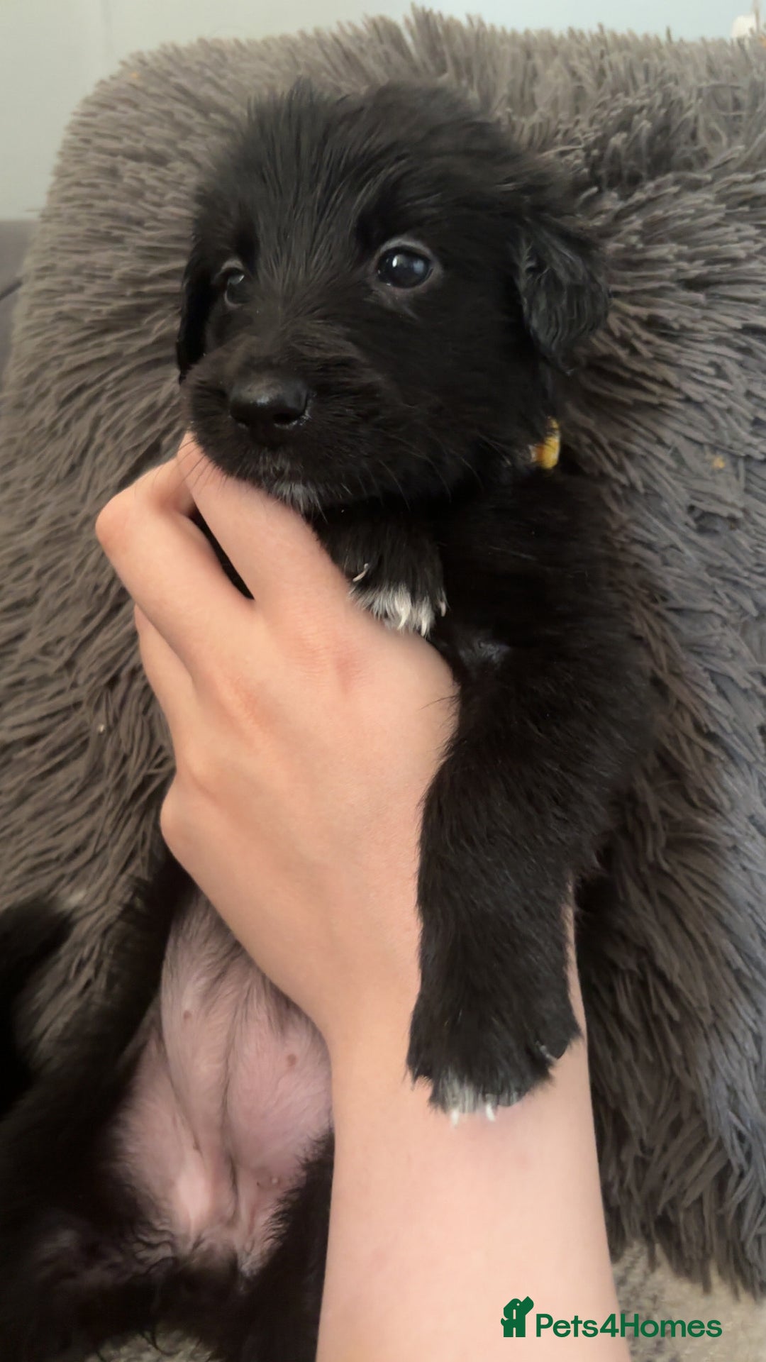 Mixed Breed dogs for sale: German Shepherd x Collie Mix Puppies for sale - Image 11