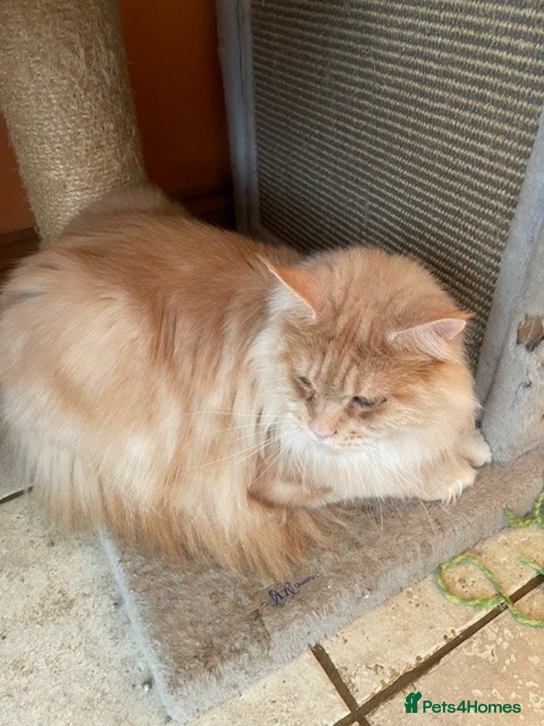 Maine Coon cats for sale: retired queens  - Advert 2