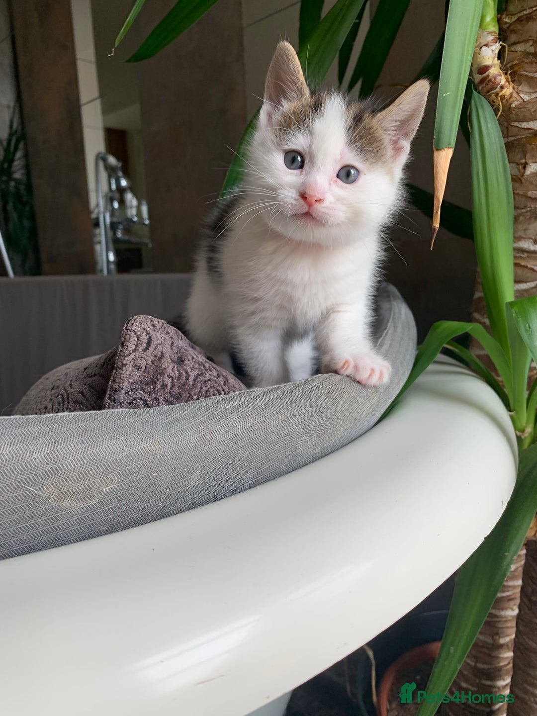 British Shorthair cats for sale: Gorgeous Kittens  - Image 7