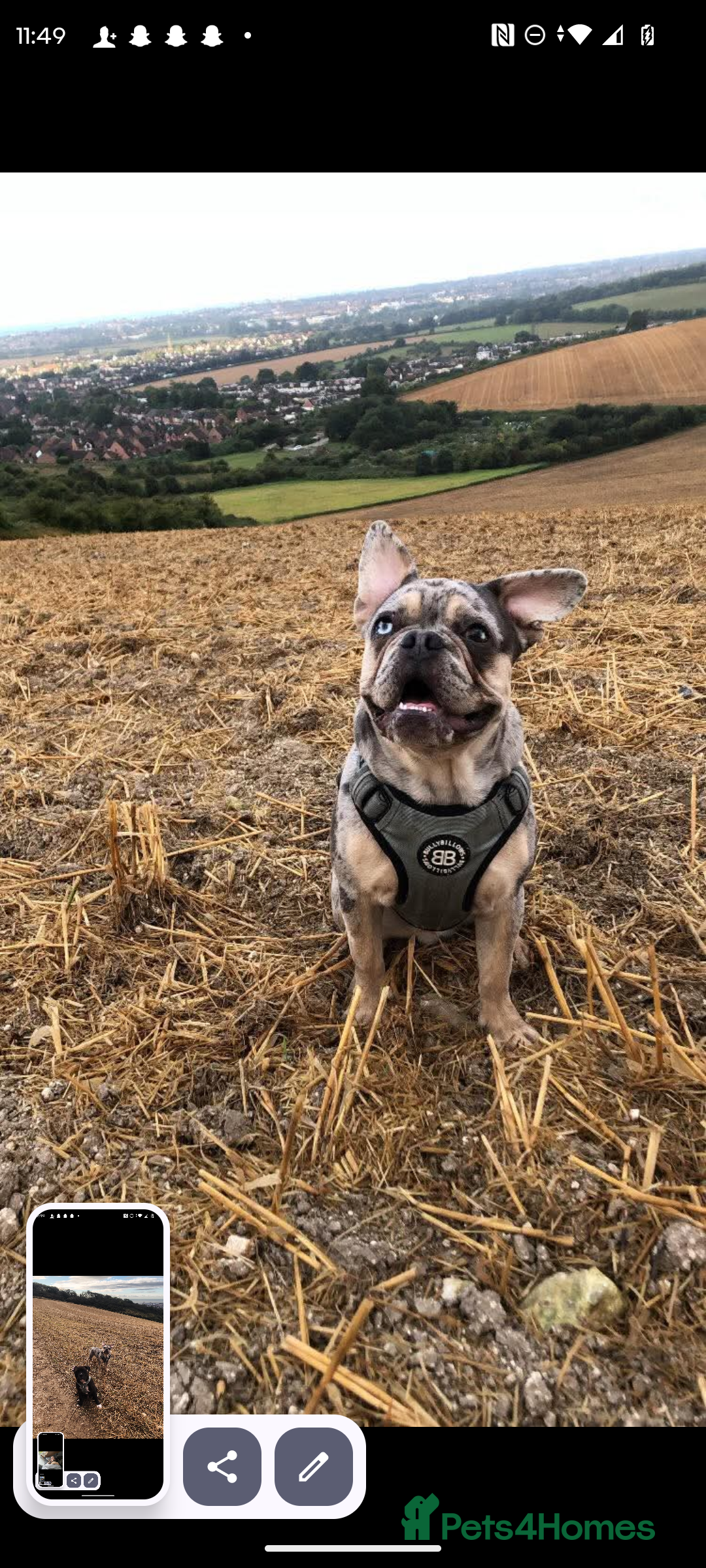 Frug dogs for sale: Frugs  - Advert 7