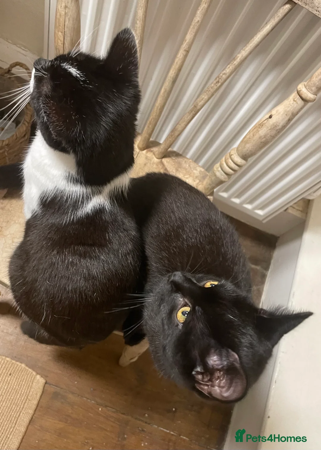 Domestic Shorthair cats for adoption: Chilli and Pepper, 8 month old sisters  in Basingstoke - Advert 4