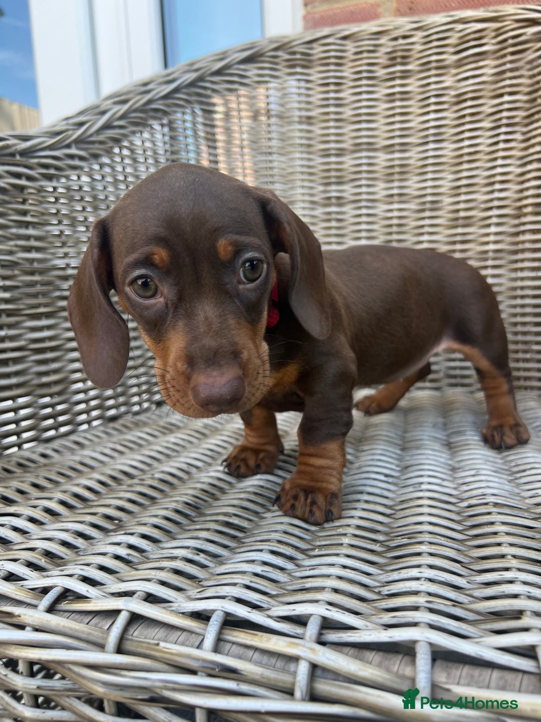 Miniature Dachshund dogs for sale: Miniature Dachshund Girls - Image 6